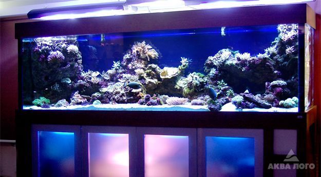 Подводный мир у вас дома: 12 стилей дизайнерского оформления аквариумов